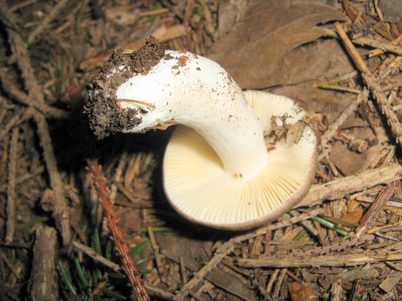Funghi da Le Piastre